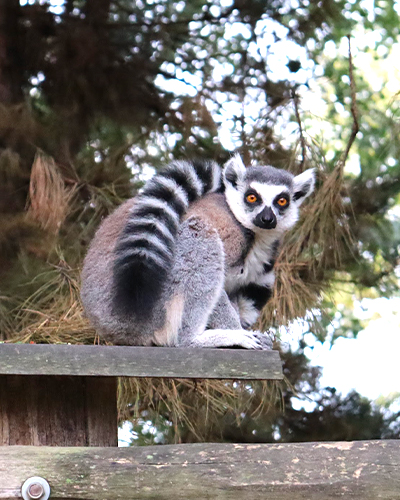 image d'un lémurien du zoo de la boissière